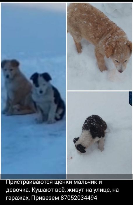 Щенки, девочка и мальчик