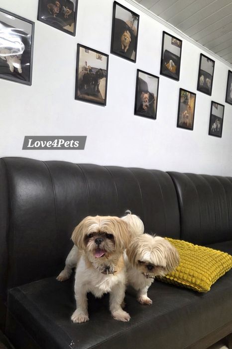 Cazare caini/ Pensiune canina/ Pet Sitter/ Pet Hotel/ Love4Pets