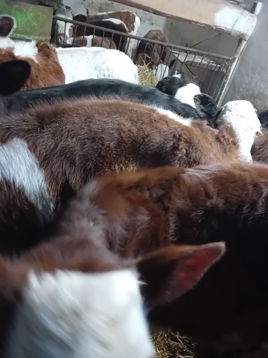 Taurasi și vitele baltati, belga și angus intarcati