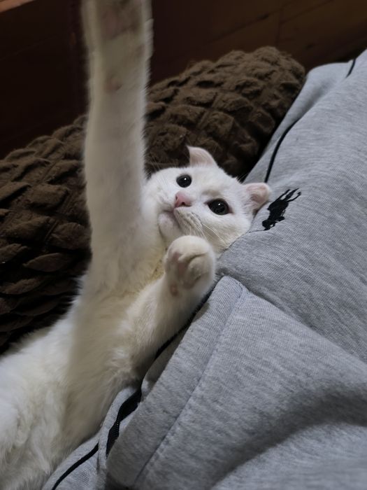 Милый котёнок ищет нового хозяина