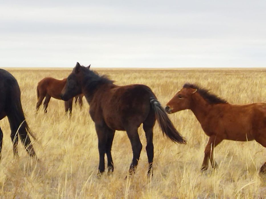 Семіз жабағылар сатылады.