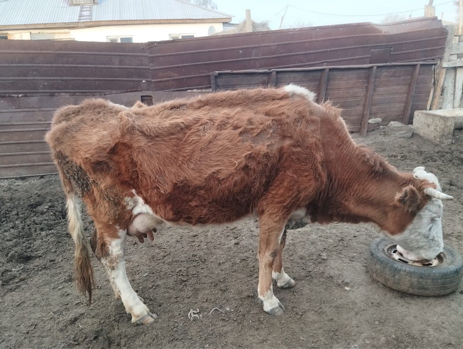 Карова с телёнком