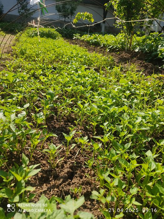 Ko'chathoi pamidor balgar boyimjon rayhon qalamfur