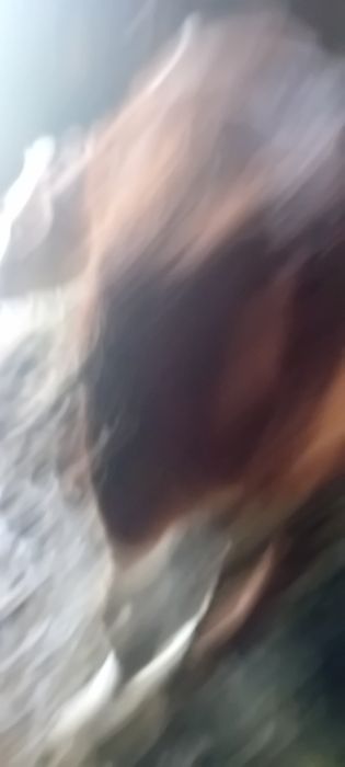 Vind 3vitele de 5 luni