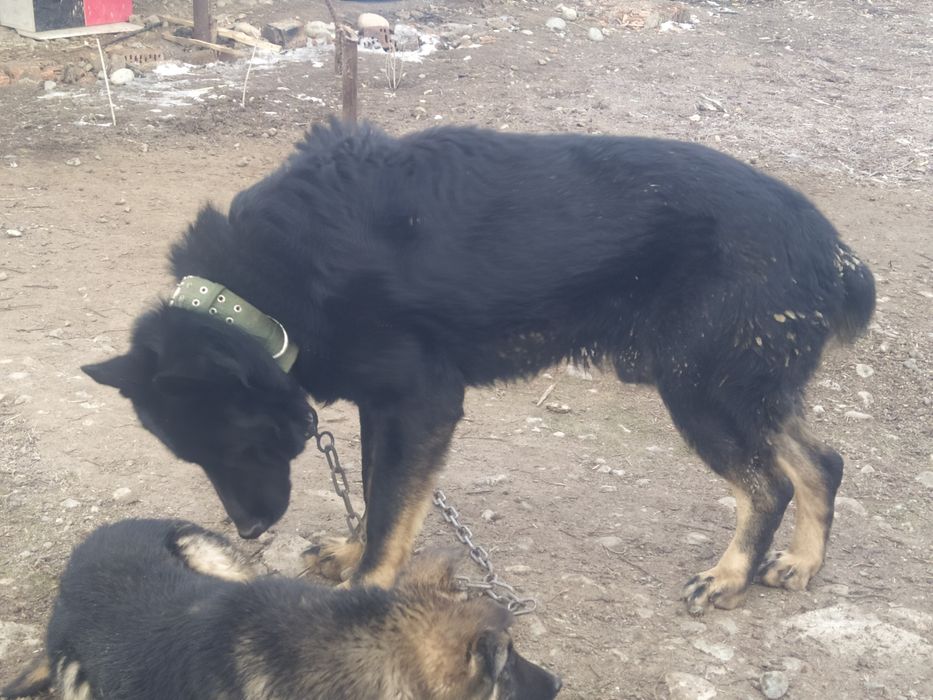 Авчарка немецкий сатлады еркек