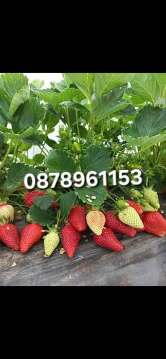 Разсад Ягоди И малини