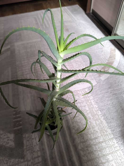Продам алоэ 3-х летка