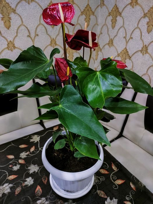Растения комнатные. Доставка