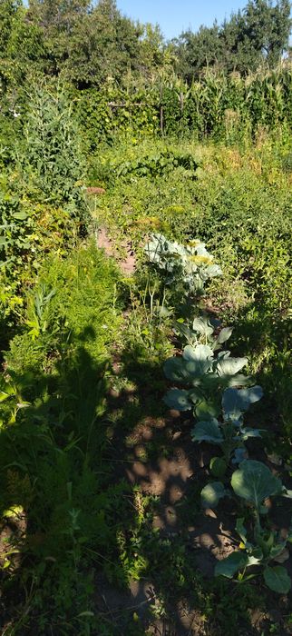 Продам дачу хорошая