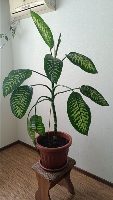 Диффенбахия * Монстера