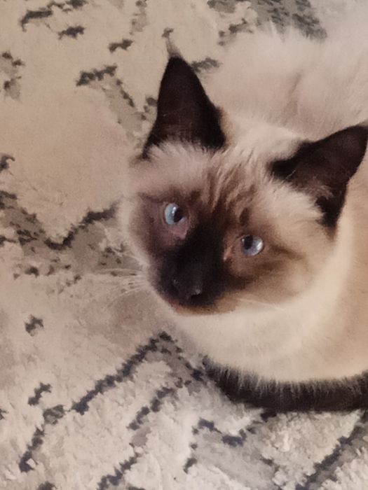 Продам кота сиамского очень послушный пять месяцев