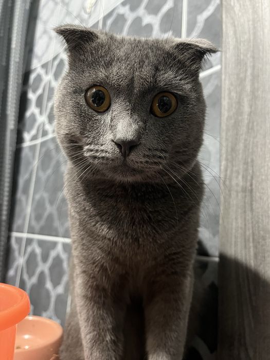 Кот скотшиш фолд