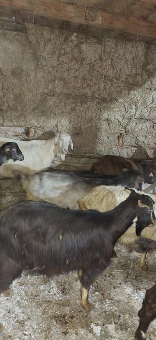 Vând capre fătate si gestante