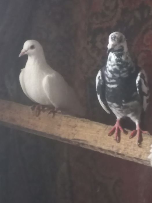 Продам голубей..