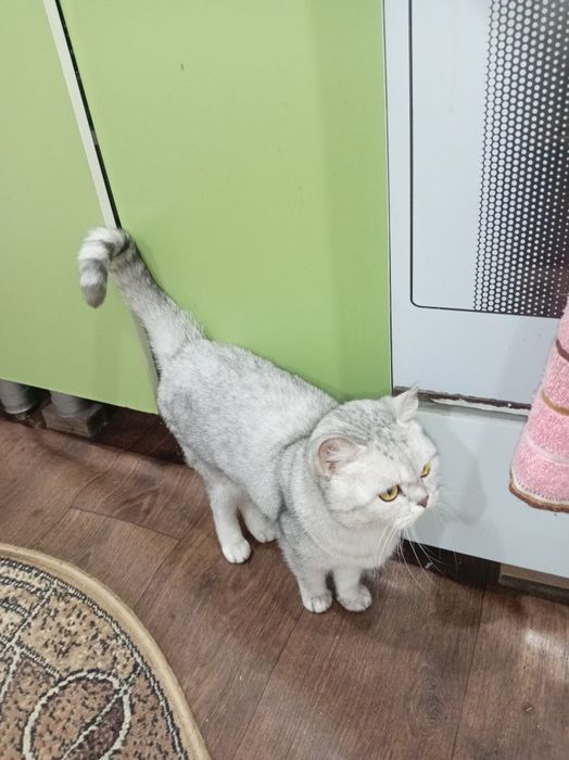 Британская кошка в добрые руки