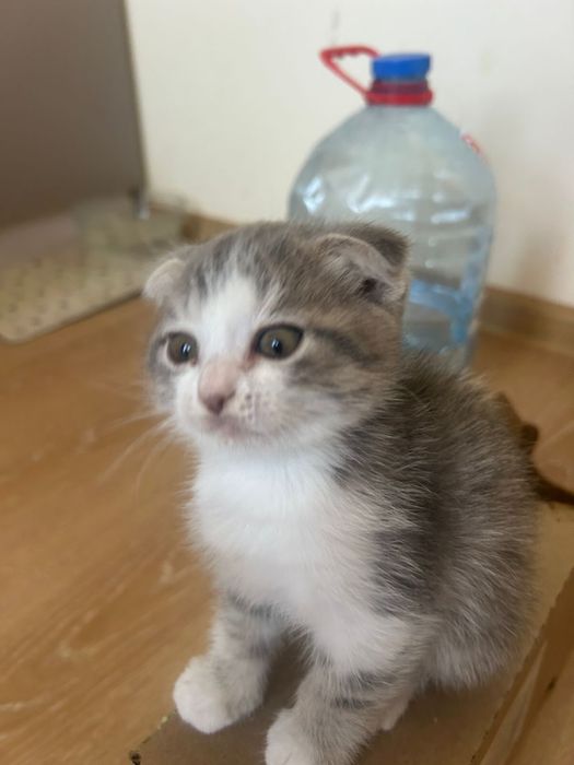 Веслоухие котята