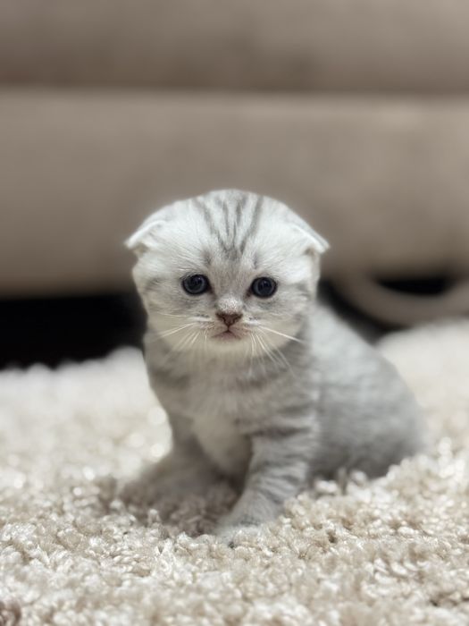 Котята шотландские ,вислоухие