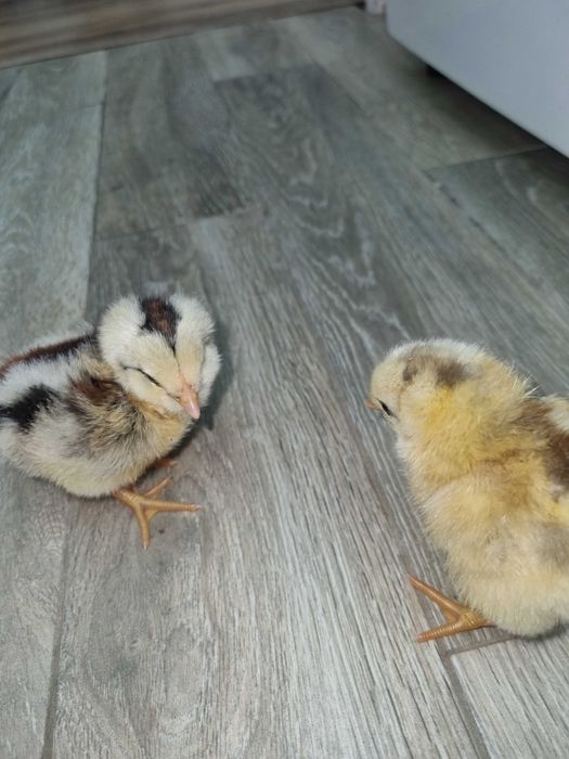 Pui si oua de incubat Araucana