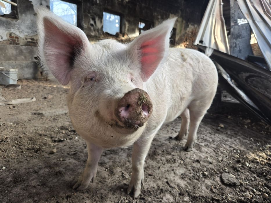 Домашно прасе за клане