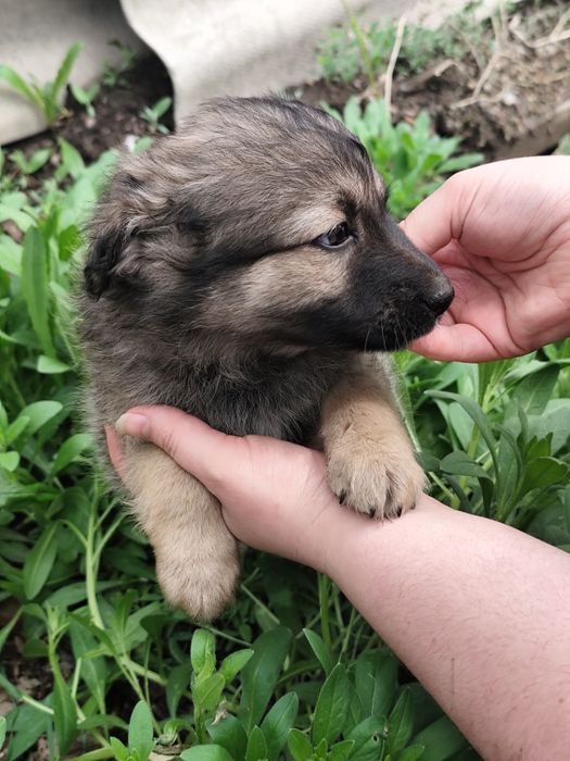 Щенок мальчик пёс собака ищет дом