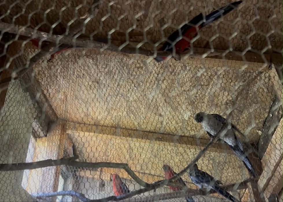 Пенантови розели