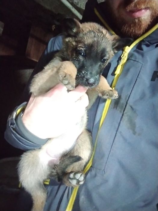 Белгийски овчарки Малиноа