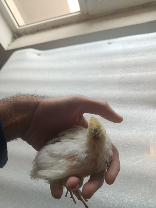 Перепелята, Белый гигант ( Техас ) 15 дневные