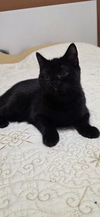 British shorthair