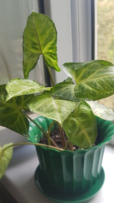 Цветы для офиса, кабинета