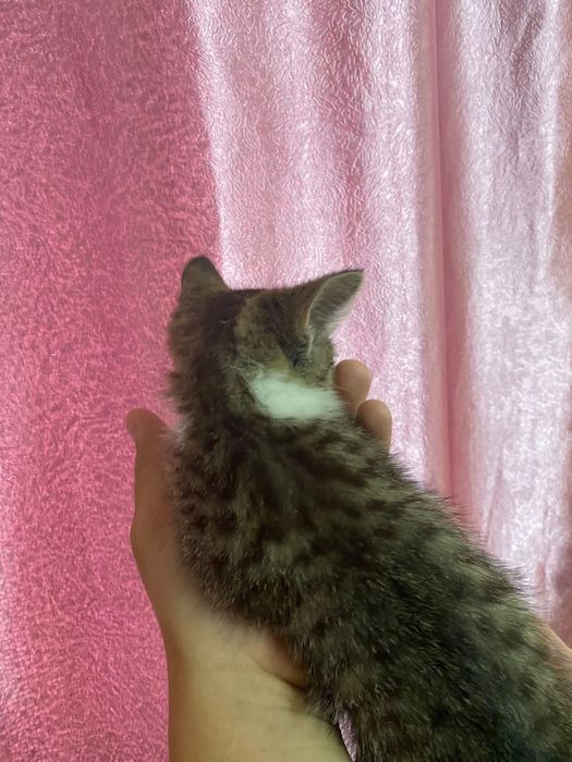 Отдам двух котят
