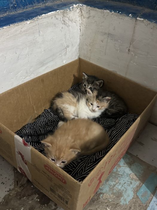 котята котенок кошка