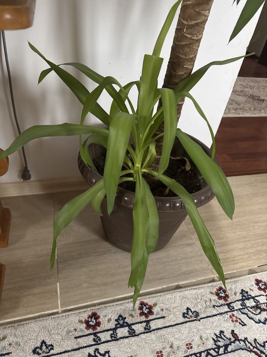 Юкка цветок дерево