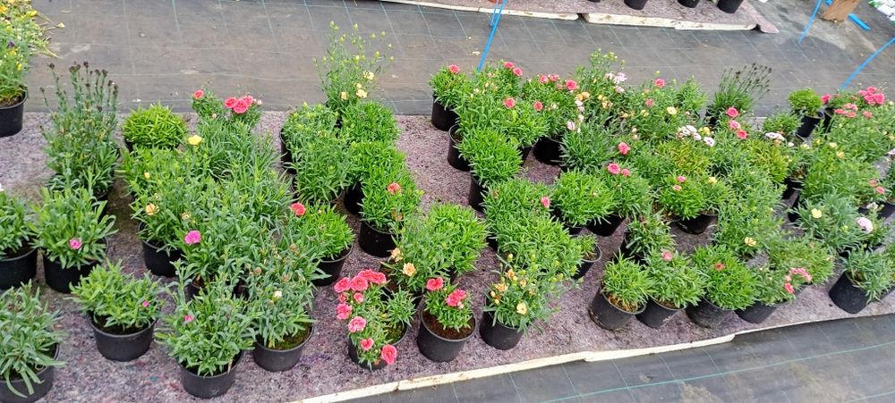 Petunii,muscate, garofițe,bacopa ,petunii curgătoare crăițe