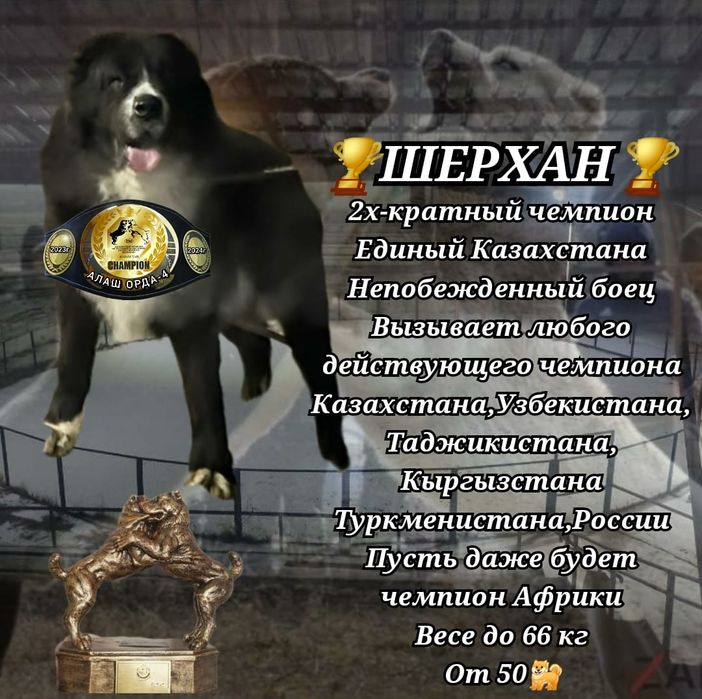 Алабай суки из под чемпионов