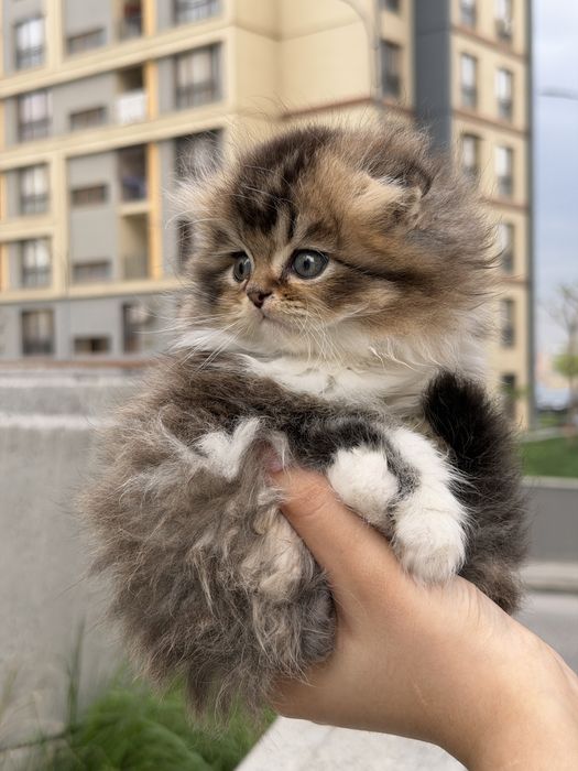 Мушукча сотилади Продается котёнок
