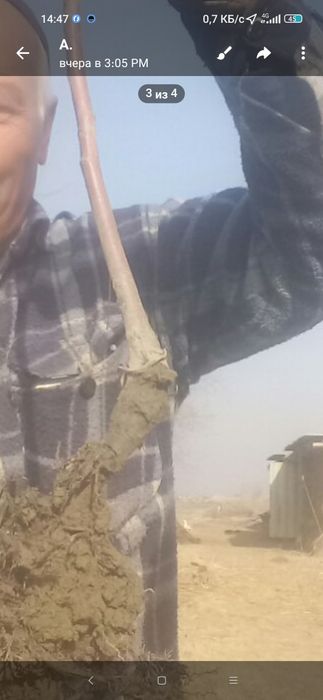 Пинк лейди Олма кучатларимиз бор 2 йиллик