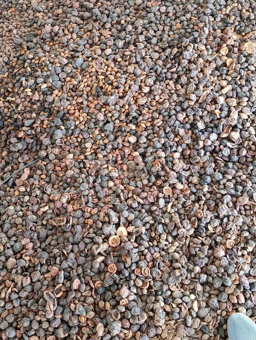 Урик қоқи бор сифатли 55 тунна