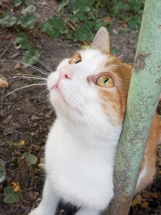 Бело рыжий котик  ищит дом