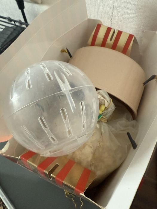 Хомяк серенькая девочка