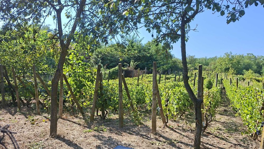 Vand teren intravilan, loc de casa -Niscov, Vernesti