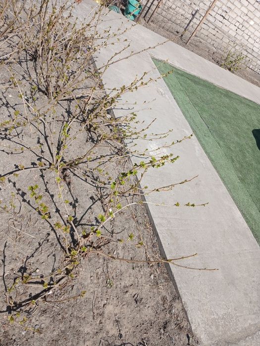 Смородина  черная