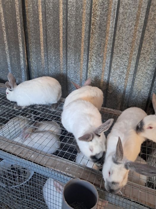 Продам кроликов.