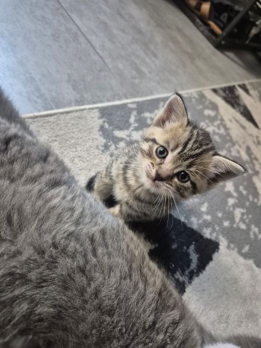 Отдам бесплатно котят.