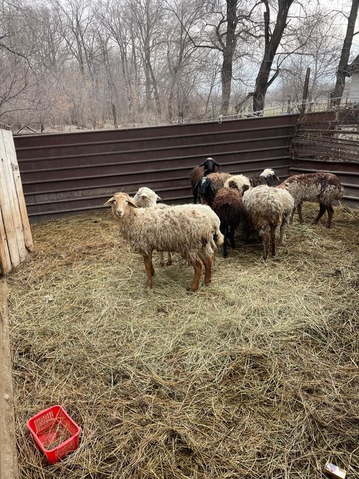 Бараны матки …..