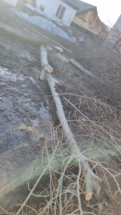 Дрова бесплатно за вывоз доплачу