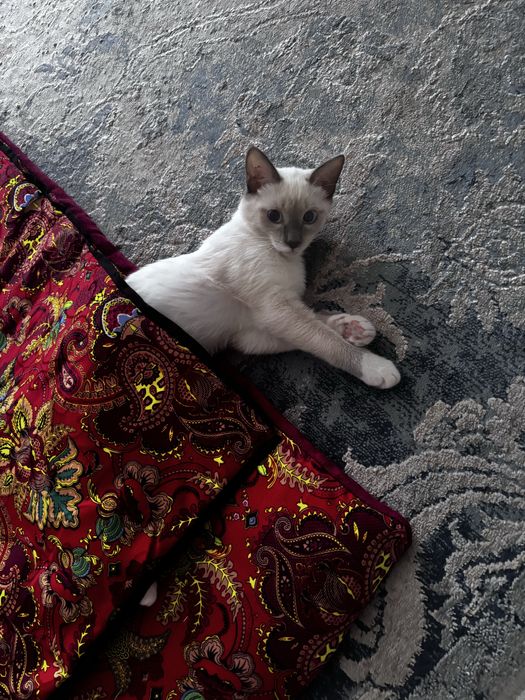 Котенок девочка ищет сеью
