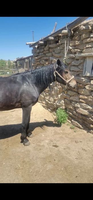 Продам 2 коня рабочие