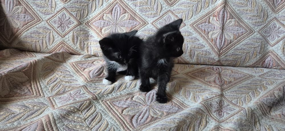 Чёрные котята в добрые руки
