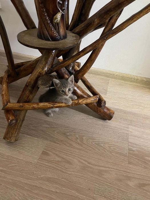 Малыши котята ищут новых хозяев