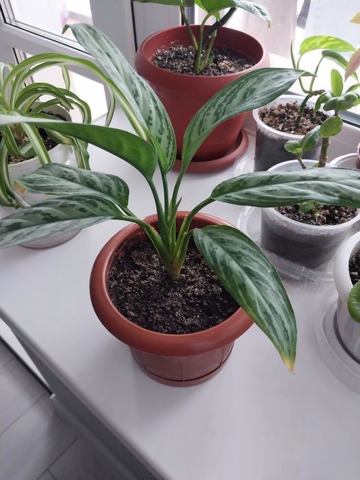 Продам комнатные цветы